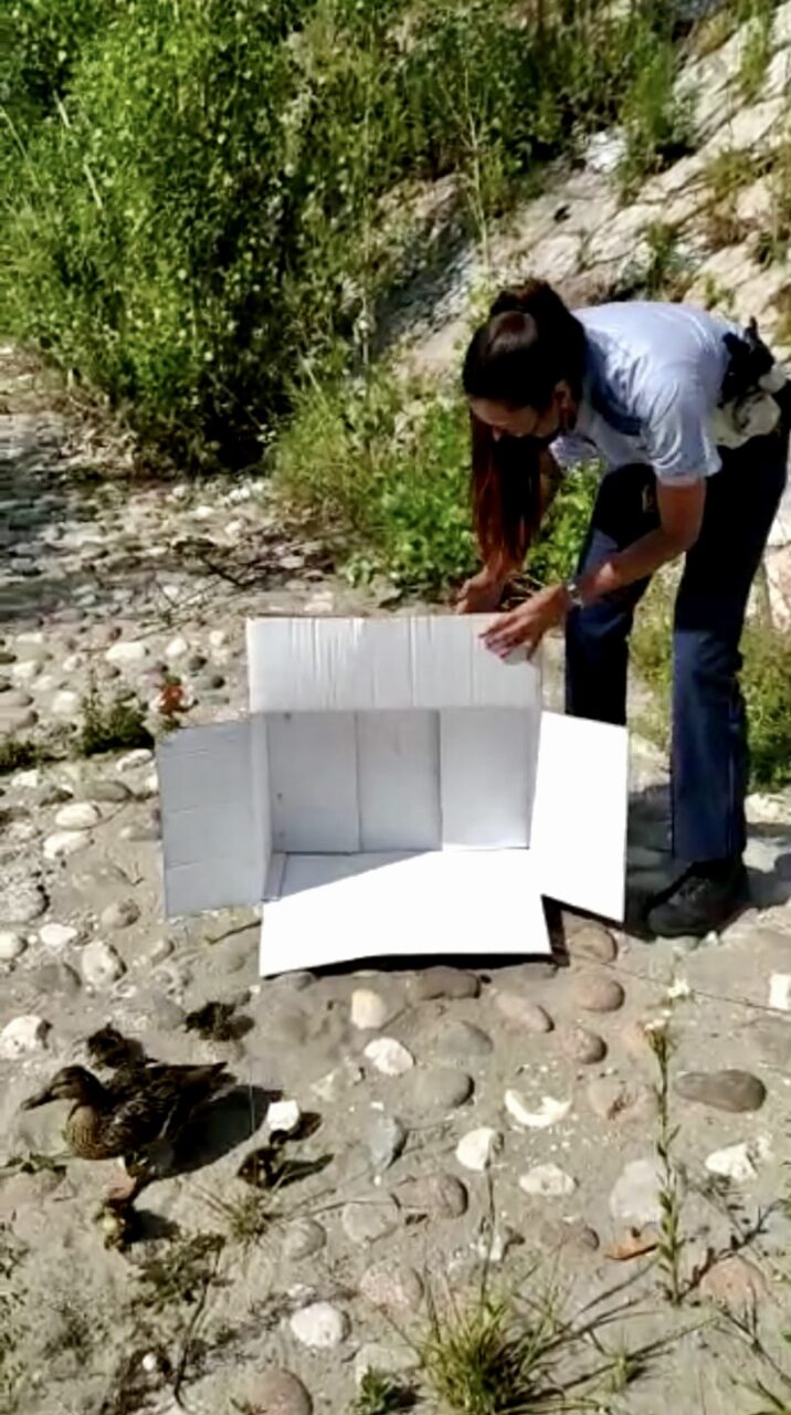 Il video della Polizia Locale che ha recuperato mamma anatra e sei piccoli