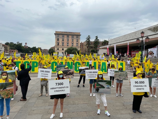 Città e campagne veronesi invase dai cinghiali: flash mob a Venezia