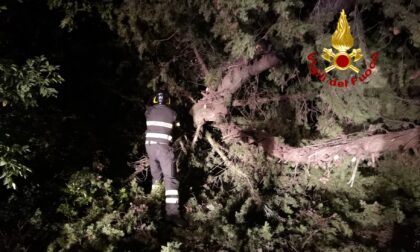 Maltempo abbatte degli alberi: feriti due motociclisti, uno è grave