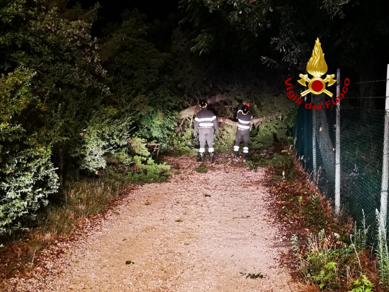 Maltempo a Verona: alberi pericolanti, tetti divelti e numerose piante sulla strada