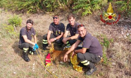 Le foto del giovane capriolo salvato dai pompieri dopo essere caduto in acqua