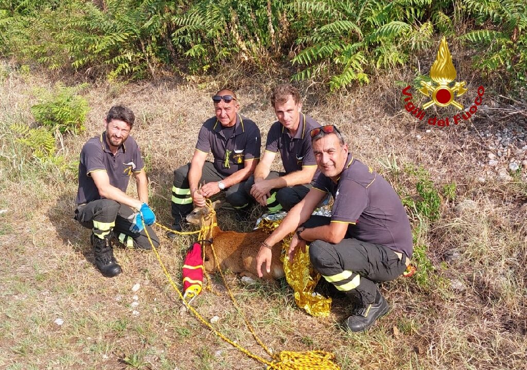 Le foto del giovane capriolo salvato dai pompieri dopo essere caduto in acqua
