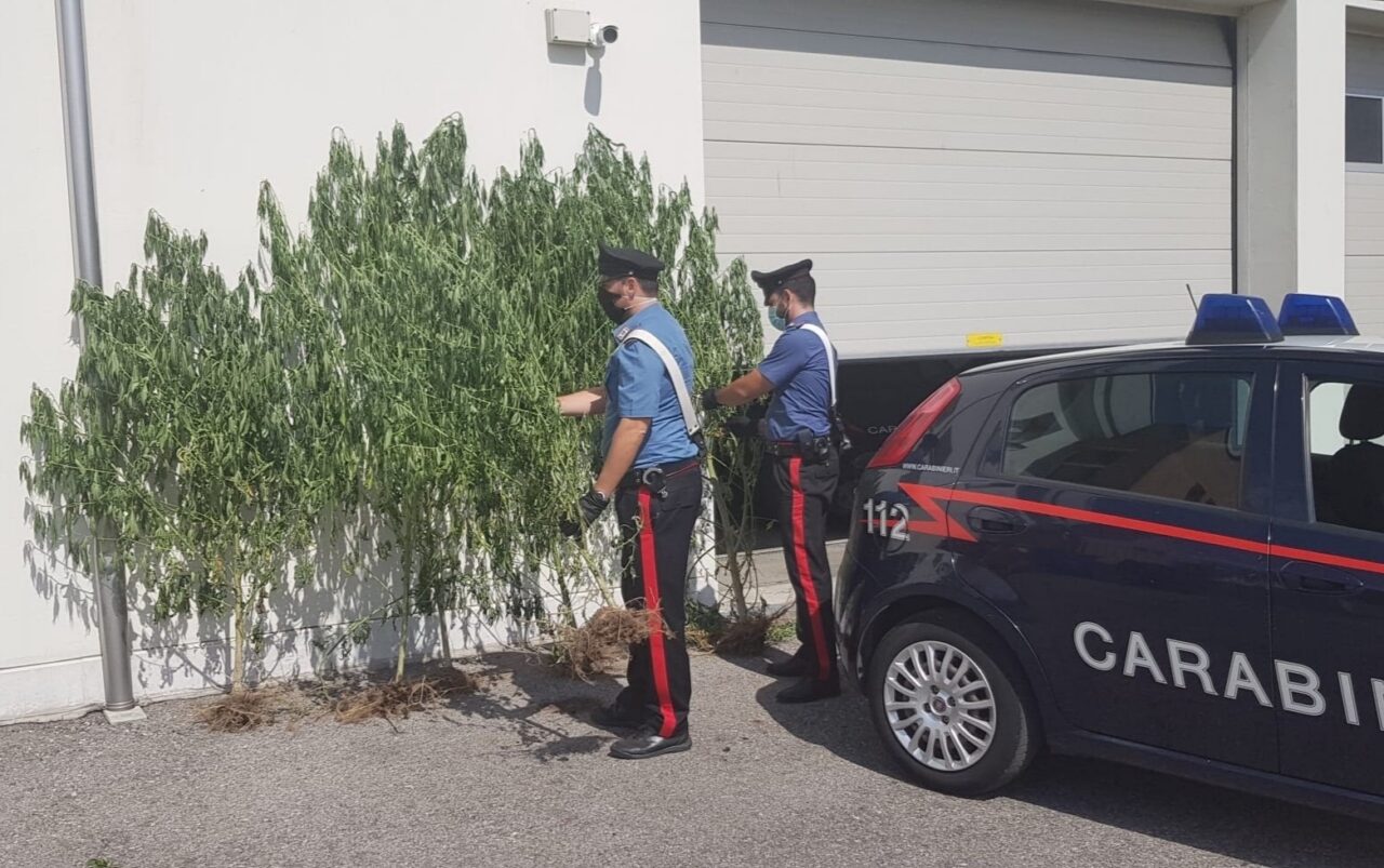 Coltiva Cannabis nel giardino dell’anziana madre, 58enne nei guai