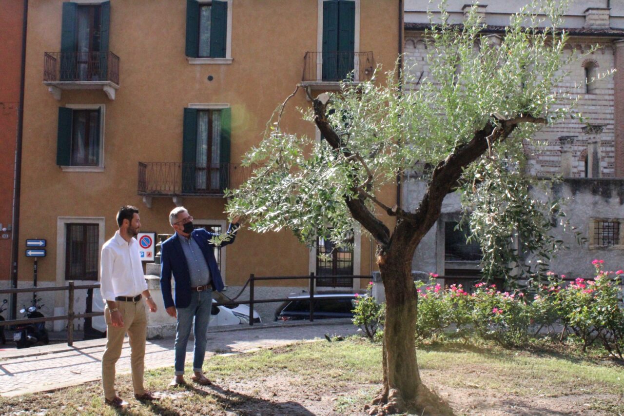 Verona, recuperato storico ulivo in centro destinato all’eliminazione