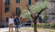 Verona, recuperato storico ulivo in centro destinato all'eliminazione