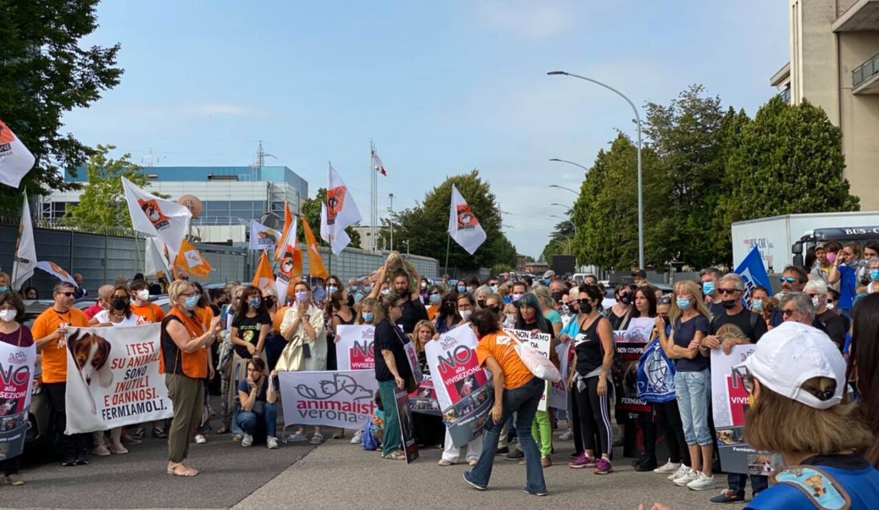 Sperimentazione sui Beagle a Verona, associazioni chiedono al Comune l’accesso agli atti