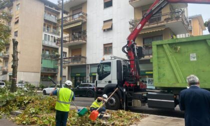 Taglio alberi in Via Todeschini, Sboarina: “Perizie con il grado più alto di pericolosità”