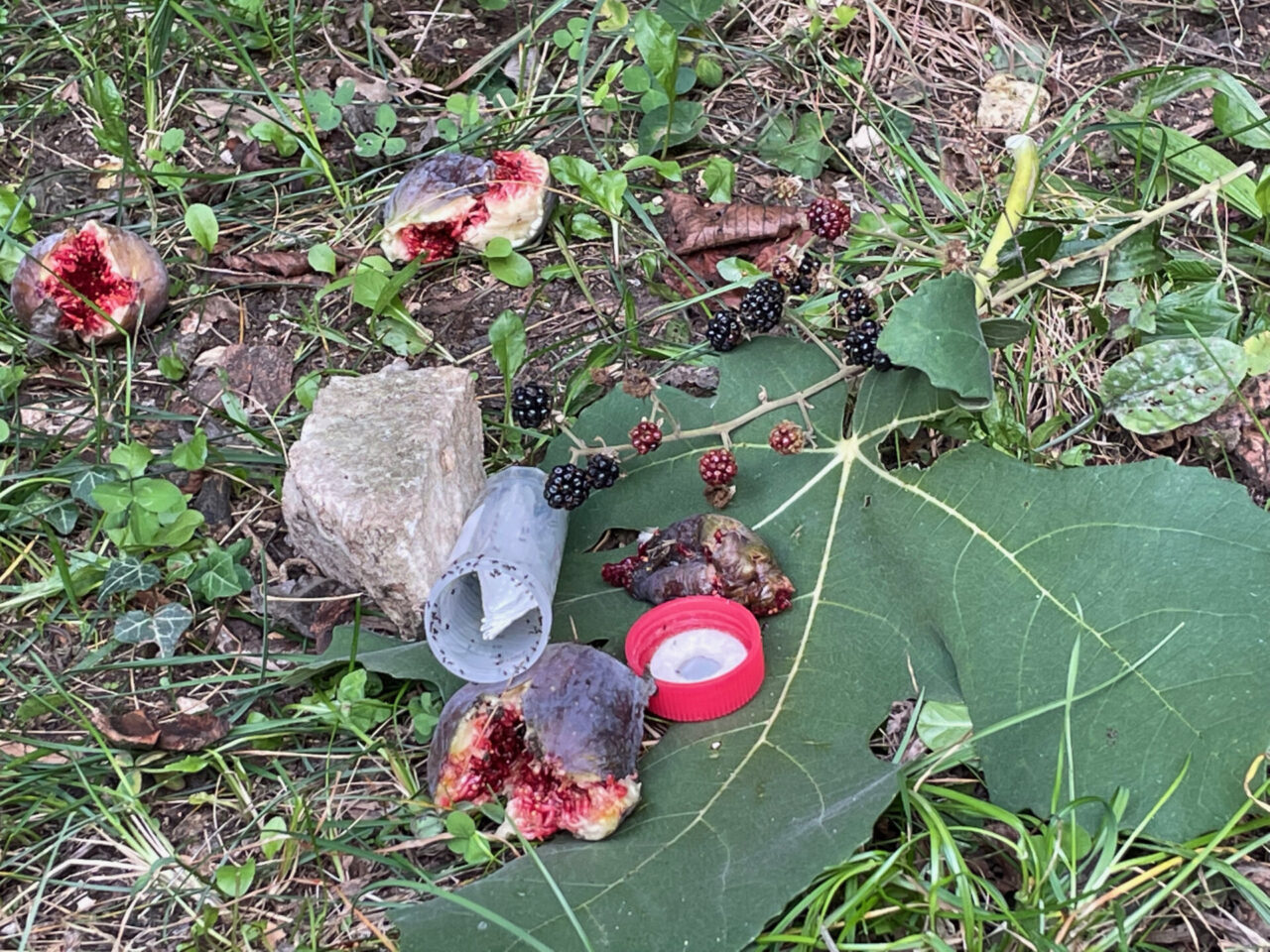 Rilasciati i primi esemplari del parassitoide nemico del “moscerino killer”