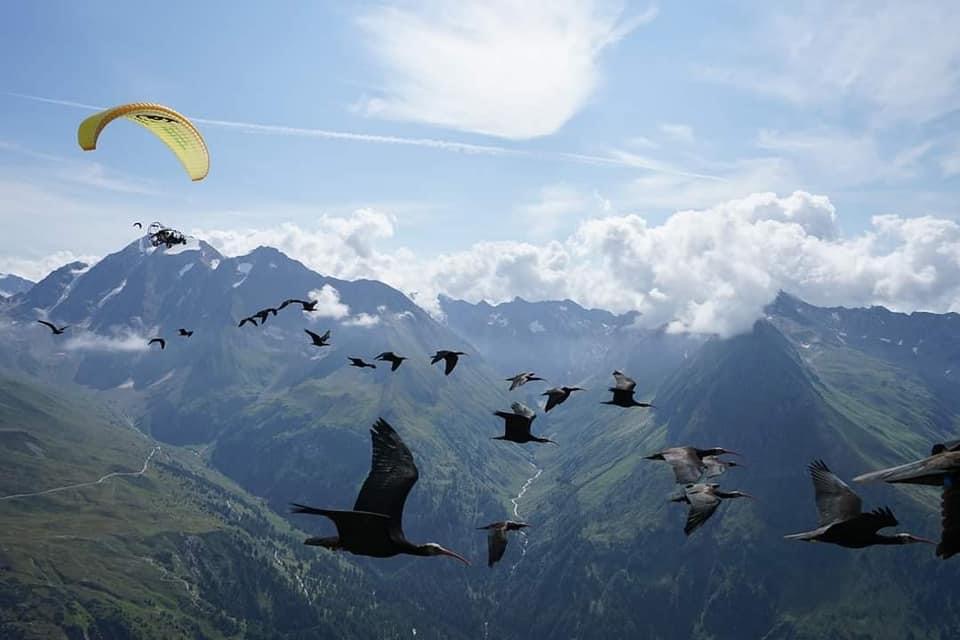 Le meravigliose foto della 14esima migrazione degli ibis eremita guidata dall’uomo