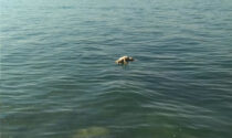 Cane ucciso nel lago di Garda: aveva delle pietre legate al collo