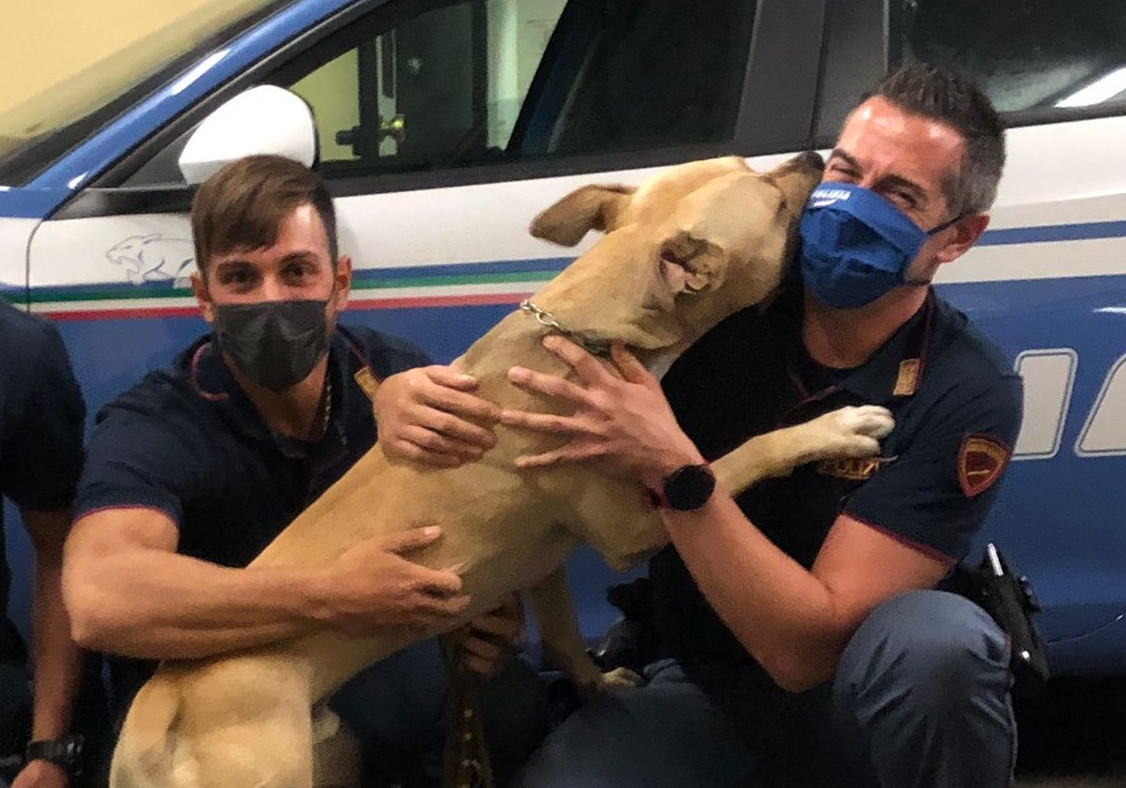 Picchia il proprio cane con un bastone: la Polizia interviene e salva il pitbull
