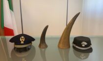 Aeroporto Catullo, trovati due corni di rinoceronte nel parcheggio