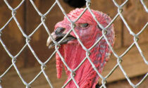 Allarme influenza aviaria: salgono a 18 i focolai negli allevamenti