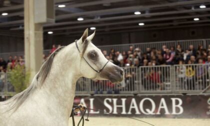 Fieracavalli 2021, pronta la 123esima edizione: un palcoscenico per i migliori esemplari al mondo