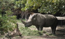Addio "nonno" Toby: si è spento il più anziano rinoceronte al mondo al Parco Natura Viva