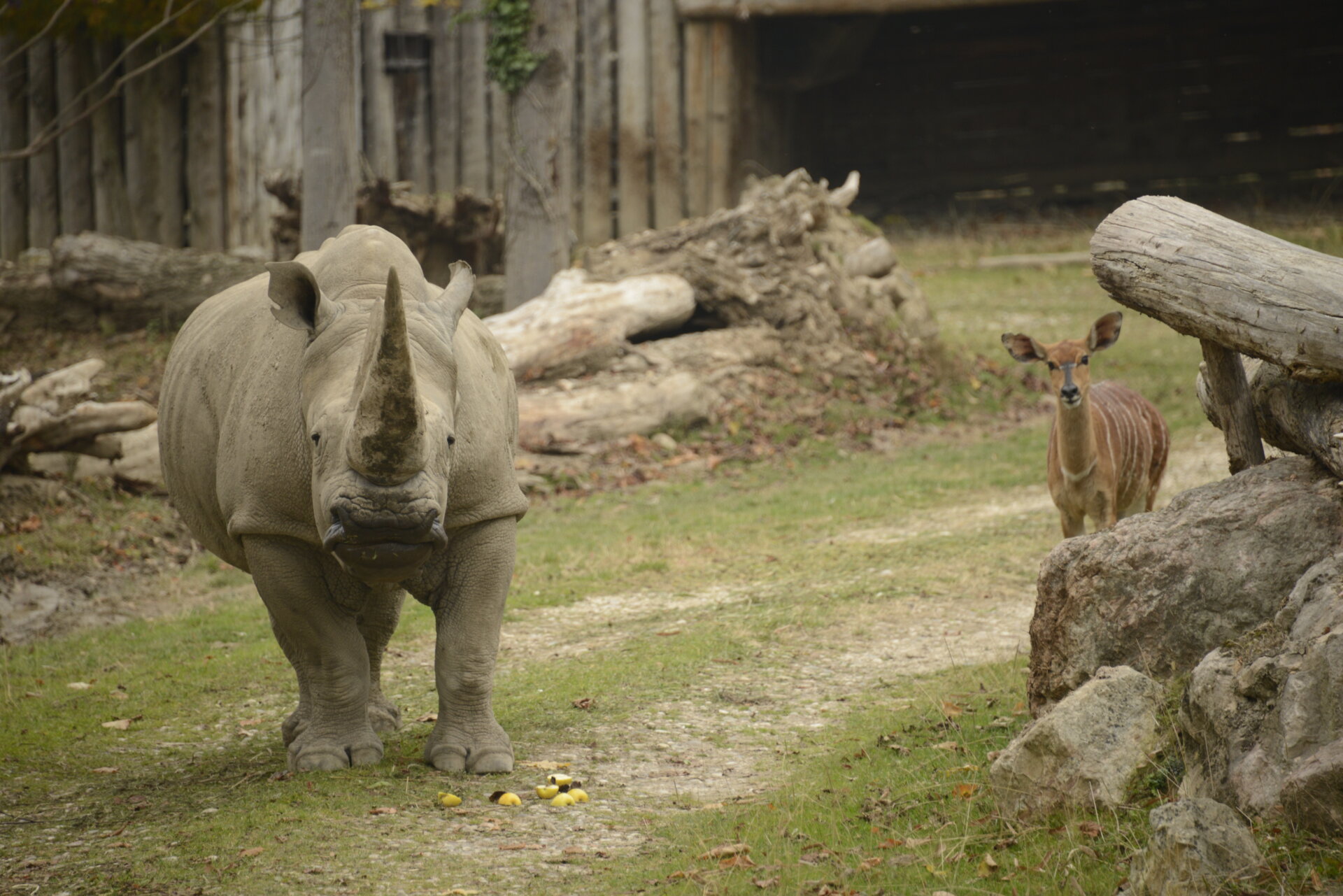 Toby, rinoceronte bianco al Parco Natura Viva con nyala