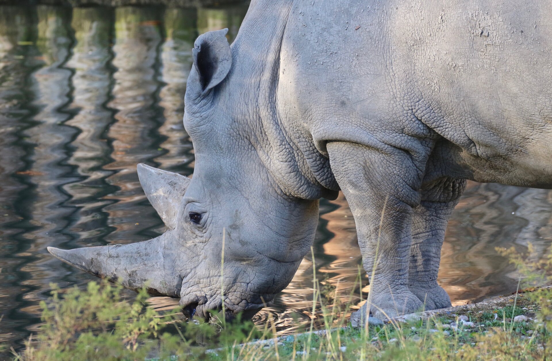 Toby, rinoceronte bianco al Parco Natura Viva_2