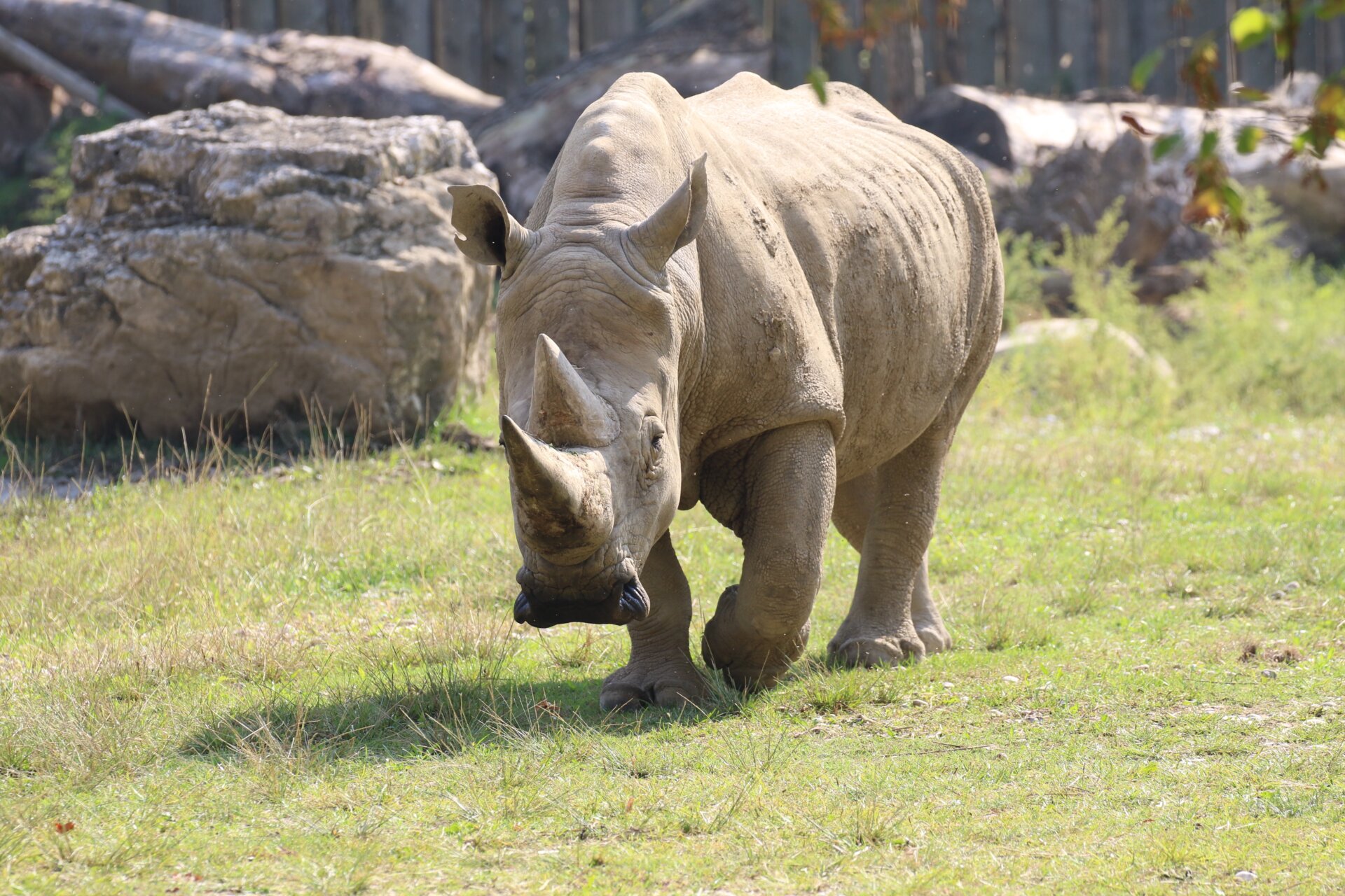 Toby, rinoceronte bianco al Parco Natura Viva_3