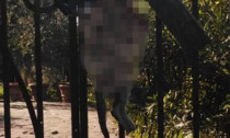 Gatto impiccato al cancello della villa: macabro ritrovamento a Torri del Benaco
