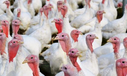 Focolaio di influenza aviaria in un allevamento di tacchini a Ronco all’Adige