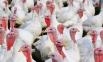 Influenza aviaria, danni per oltre 500 milioni. Coldiretti: “Massima attenzione per contenere l’epidemia”