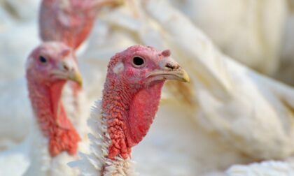 Influenza aviaria, prosegue l'allarme: focolaio anche in un allevamento a Nogara