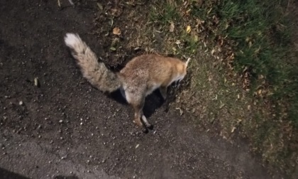 Chiama per ore i soccorsi per aiutare una volpe agonizzante ma nessuno risponde e l'animale muore