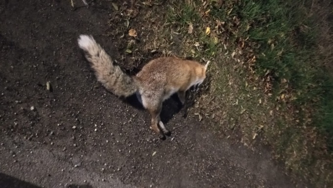 Chiama per ore i soccorsi per aiutare una volpe agonizzante ma nessuno risponde e l’animale muore
