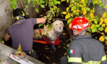 Puffo cade in una vasca sulle colline veronesi e non riesce più a risalire: salvato dai pompieri
