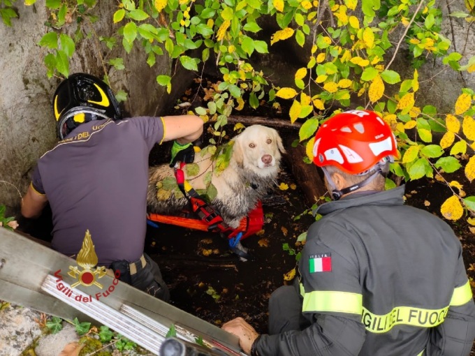Puffo cade in una vasca sulle colline veronesi e non riesce più a risalire: salvato dai pompieri