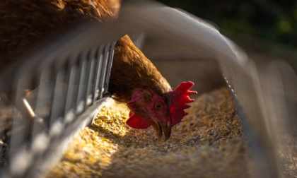 Influenza aviaria, i focolai salgono a 67: coinvolti anche allevamenti di galline ovaiole, quaglie e anatre