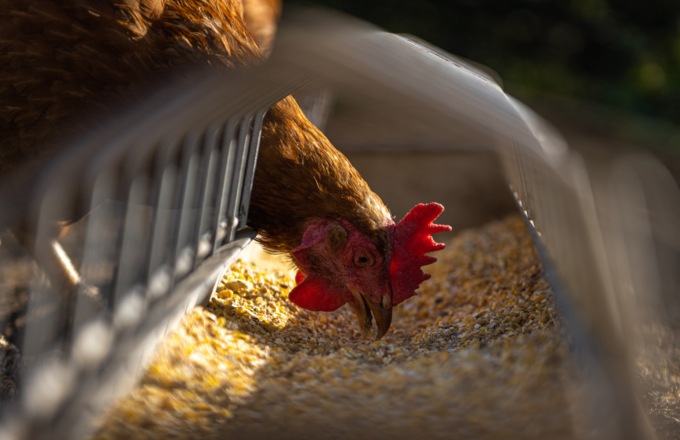 Influenza aviaria, i focolai salgono a 67: coinvolti anche allevamenti di galline ovaiole, quaglie e anatre