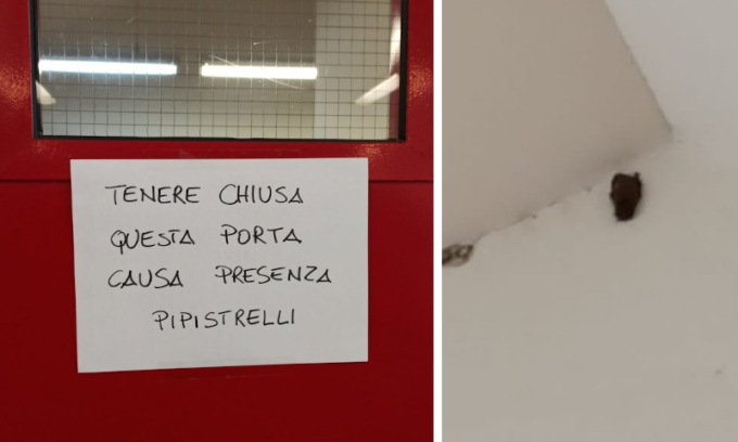 Il Tribunale di Verona come Gotham City: attenzione ai pipistrelli!