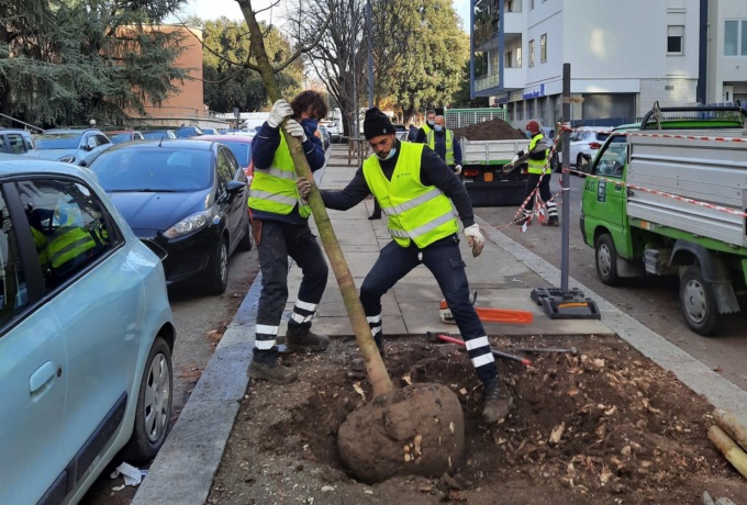 Piantumati 10 nuovi ippocastani al posto dei 9 pericolanti tolti a settembre