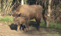 Benvenuto Eracle, le foto e il video del bisontino europeo