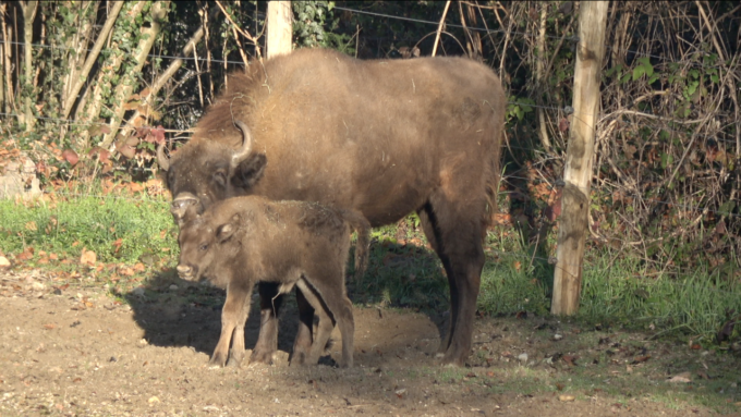 Benvenuto Eracle, le foto e il video del bisontino europeo