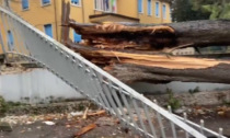 Tragedia sfiorata ad Avesa: albero all’interno della scuola di Avesa cade sulla strada