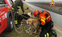 Le foto dei due cani finiti nel canale: salvati dai Vigili del fuoco