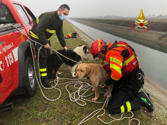 Le foto dei due cani finiti nel canale: salvati dai Vigili del fuoco