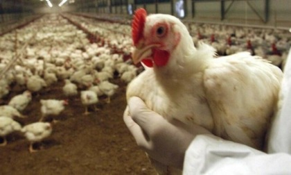 Obbligo di infossare le carcasse di avicoli colpiti dal virus dell’influenza aviaria, firmata l’ordinanza