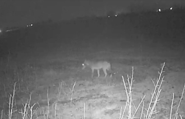 Lupo immortalato dalla fototrappola: ha ucciso un’asinella di 20 giorni di una fattoria didattica