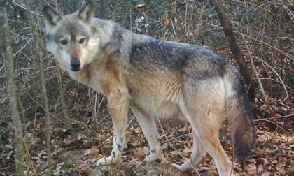 Lessinia Veronese, video e foto dell'attività dei lupi nel 2021