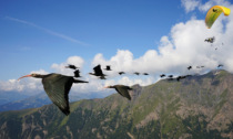 Il Parco Natura Viva ospiterà il primo "albergo" per ibis eremita
