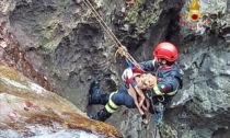 Le foto del cagnolino caduto dalla cascata a Fumane recuperato dai Vigili del fuoco