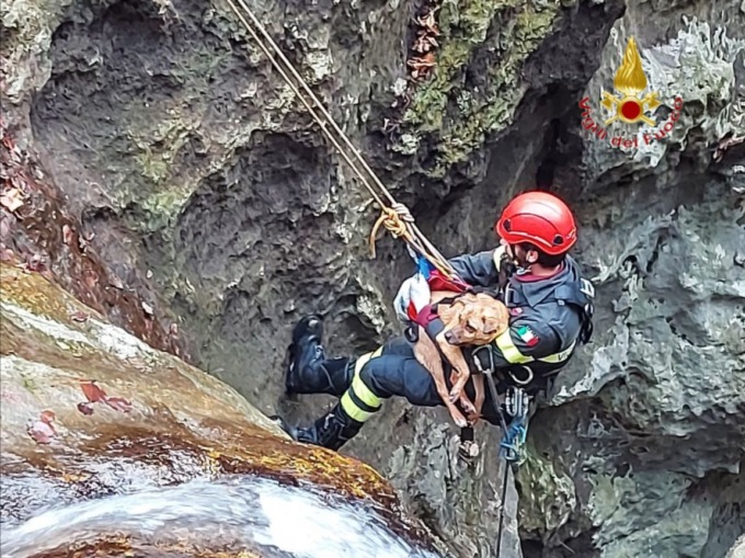 Le foto del cagnolino caduto dalla cascata a Fumane recuperato dai Vigili del fuoco