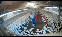 Polli maltrattati, il video shock delle sofferenze in un allevamento del Basso Veronese