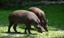 Per i tapiri Irene e Rondel è stato San Valentino tutto l’anno: la loro storia diventa un articolo scientifico