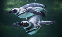 San Valentino: dalle lettere a Giulietta a pinguini e tapiri "innamorati"