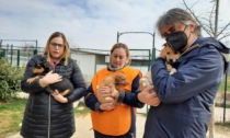 Arrivati a Verona i primi 8 cuccioli salvati dalla guerra in Ucraina, accolti nel canile comunale