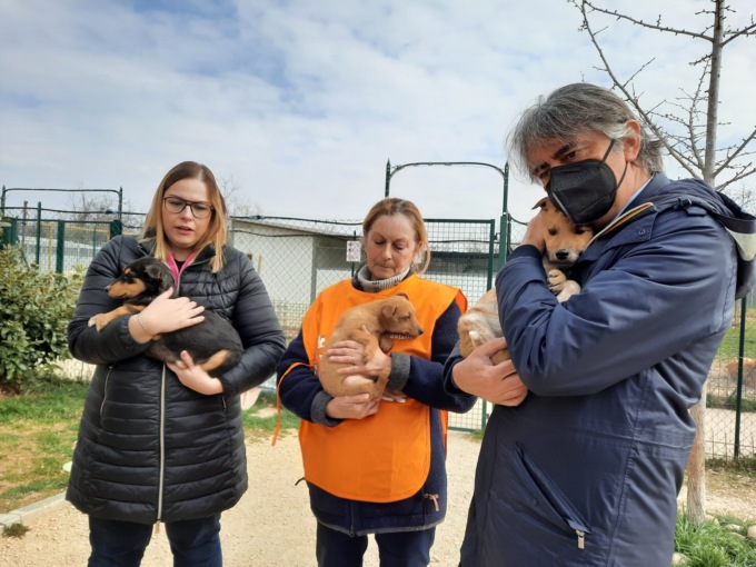 Arrivati a Verona i primi 8 cuccioli salvati dalla guerra in Ucraina, accolti nel canile comunale